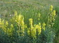29-Meadow Flowers