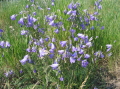30-Meadow Flowers