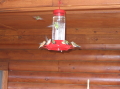 32-Hummingbirds on deck